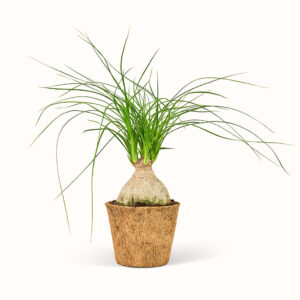 Beaucarnea Recurvata - Mellem (H:20 cm - Ø:9 cm)