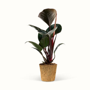 Philodendron Rojo Congo - Silkeplante - XL (H:50 cm - Ø:17 cm)