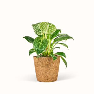 Philodendron White Measure - Birkin - Stor (H:25 cm - Ø:11 cm)