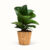Ficus Lyrata – Violinfigen – Stor (H:25 cm – Ø:11 cm)