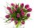 Frisk buket lilla tulipaner – Send blomster med Bloomit